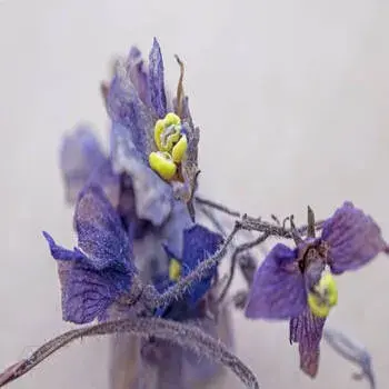 Arali Flowers arali_flowers 5-7570944-17758.webp